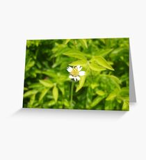 Nature - Beauty at its MAX Greeting Card
