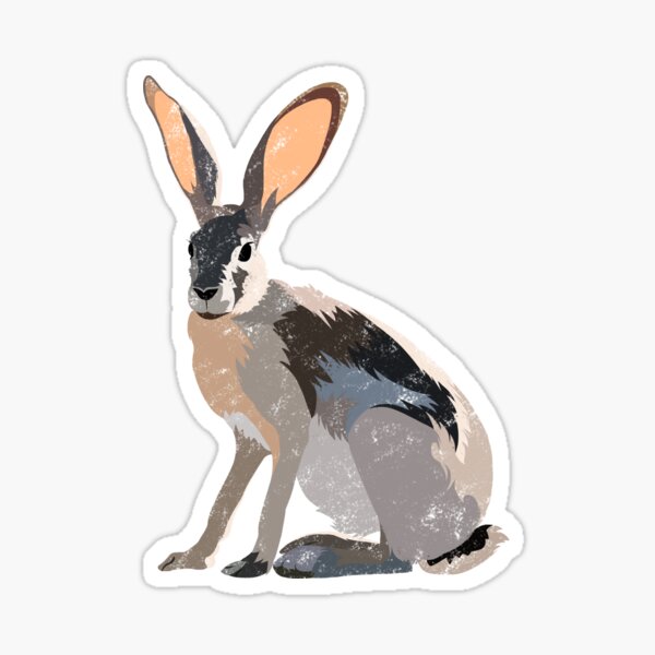 Jack Rabbit Sticker