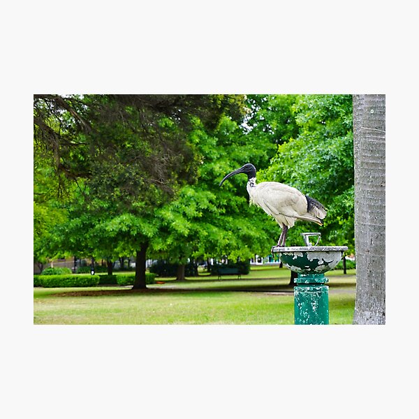 Item preview, Bin chicken of Enmore Park designed and sold by MyInnerWest.