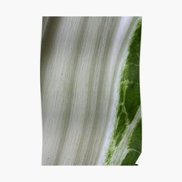 growing green Poster