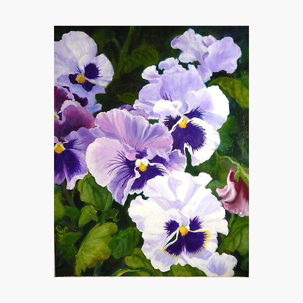 Pansies Delight #1(sold) Photographic Print