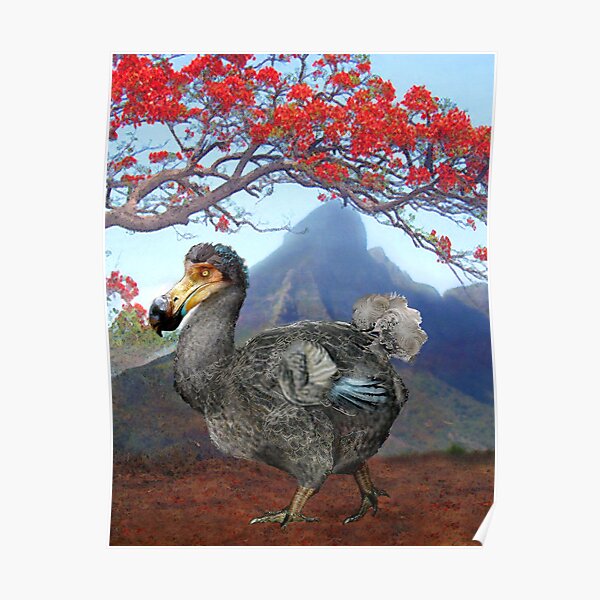 Dodo Poster