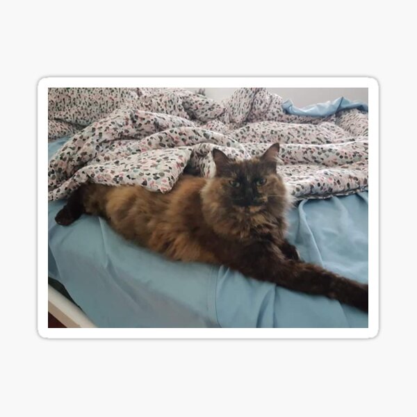 Tortiseshell Cat Sticker