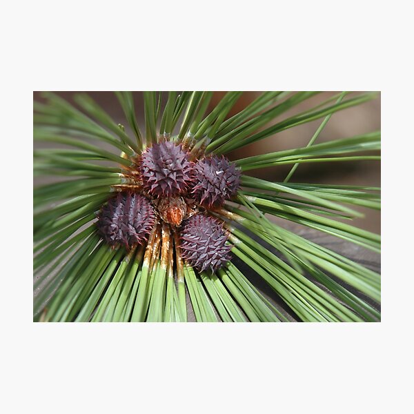 Item preview, Pine Cones designed and sold by cameraperson.