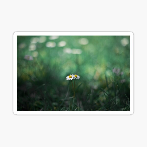 Artikel-Vorschau von daisies in love, designt und verkauft von Nicolettas Shop.