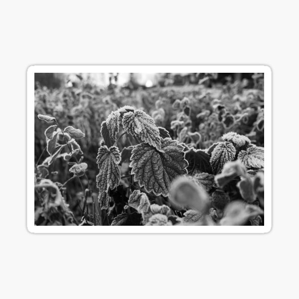 Artikel-Vorschau von frosted flowers, designt und verkauft von Nicolettas Shop.