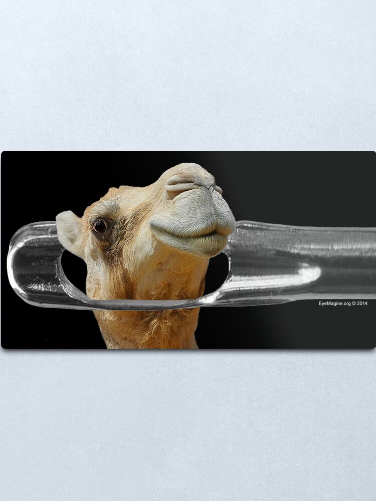 Alternate view of Camel Going Through the Eye of a Needle Metal Print