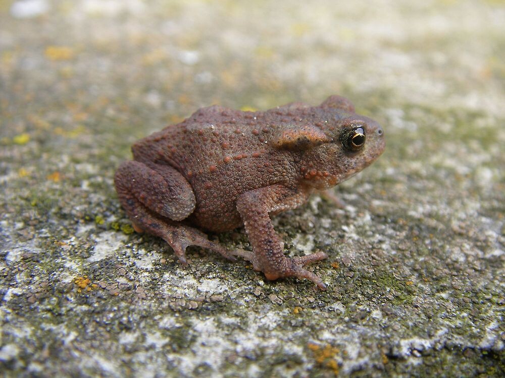 "Baby Toad, Juniper, Northumberland" by Peter Telford Redbubble
