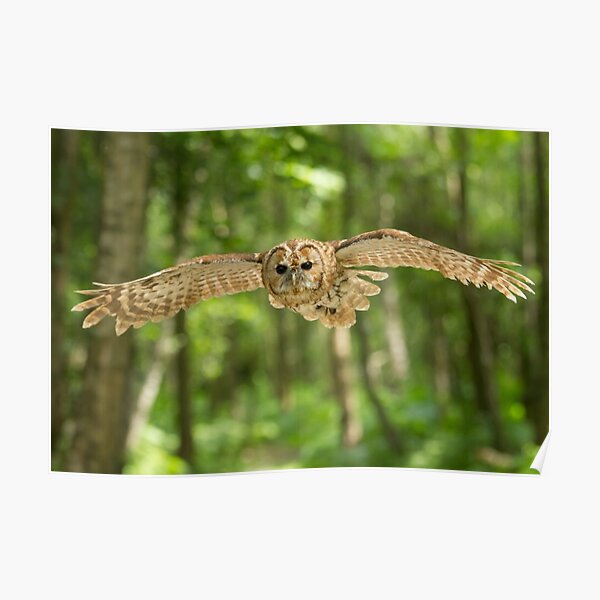 Owl flight Poster