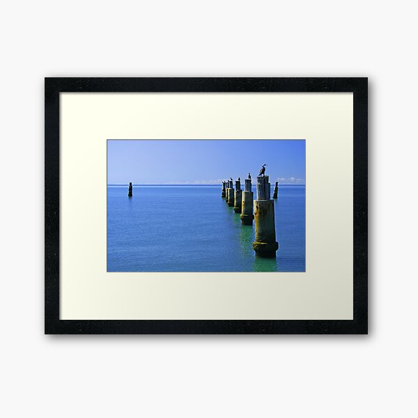 The Roosts - Moreton Bay Framed Art Print