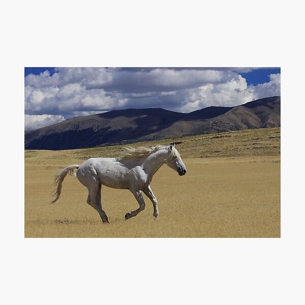 Freedom On The Run Photographic Print