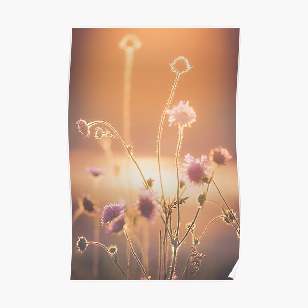 Sommerabend Poster