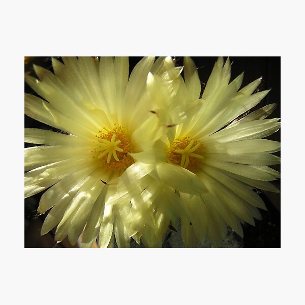 Item preview, Double Cactus Flower designed and sold by KerstinB.