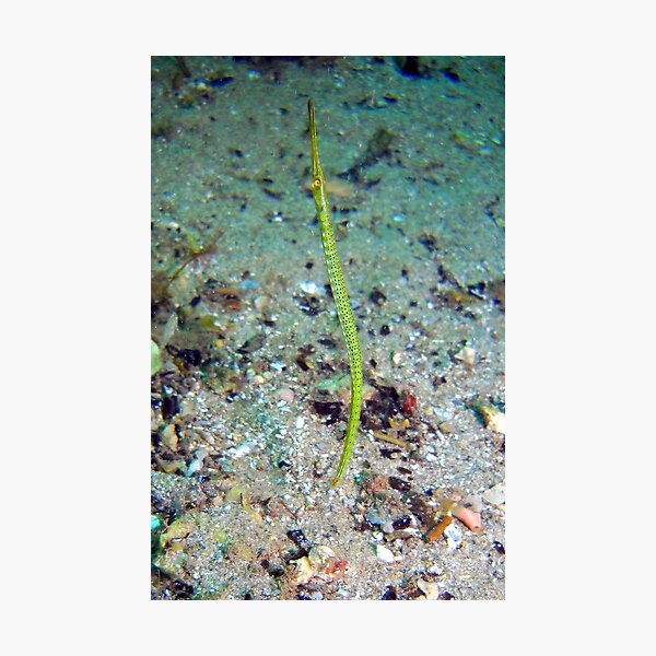 Missing Pipe. Photographic Print