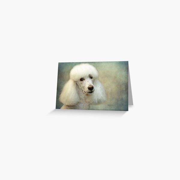 Standard Poodle Greeting Card