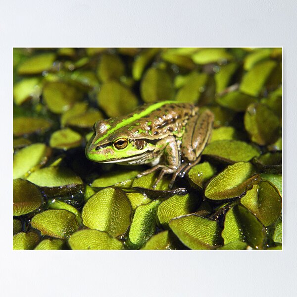 Item preview, Green Frog, Neerim South, Australia designed and sold by Bev Pascoe.