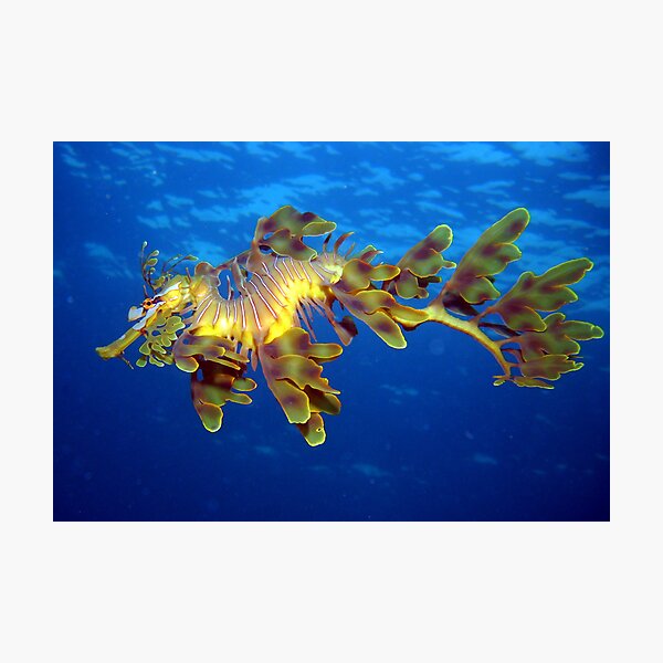 Luvin' the Leafy. Photographic Print