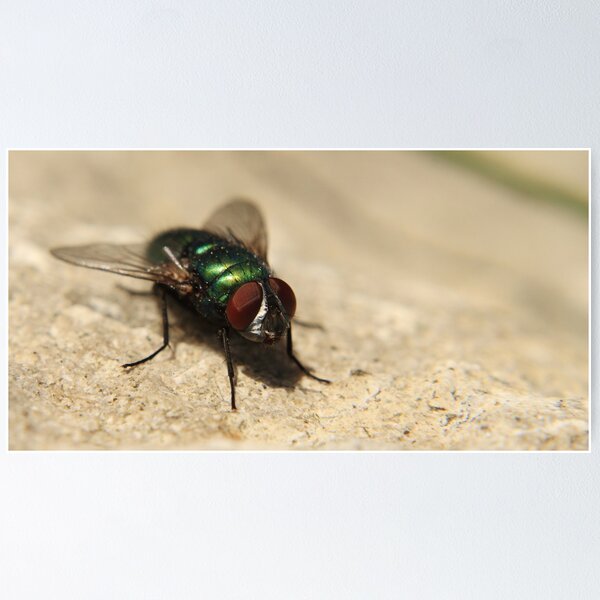 Item preview, The mighty fly designed and sold by Deborah Durrant.