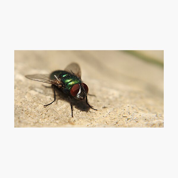 Item preview, The mighty fly designed and sold by Deborah Durrant.