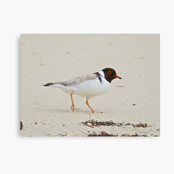 Item preview,  SHOREBIRD ~ Hooded Plover 6zDmcekf by David Irwin designed and sold by tasmanianartist.