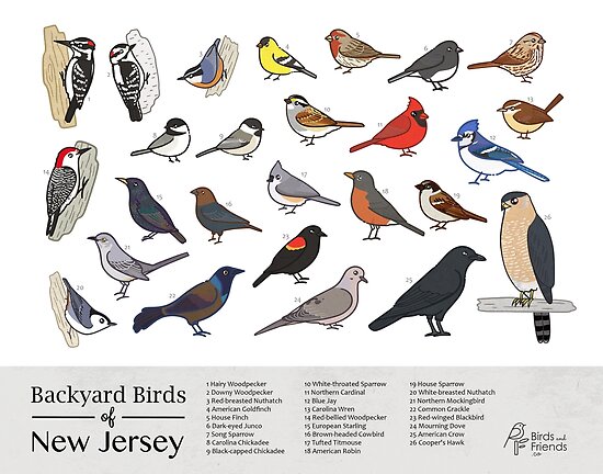 New Jersey - Backyard Birds of New 