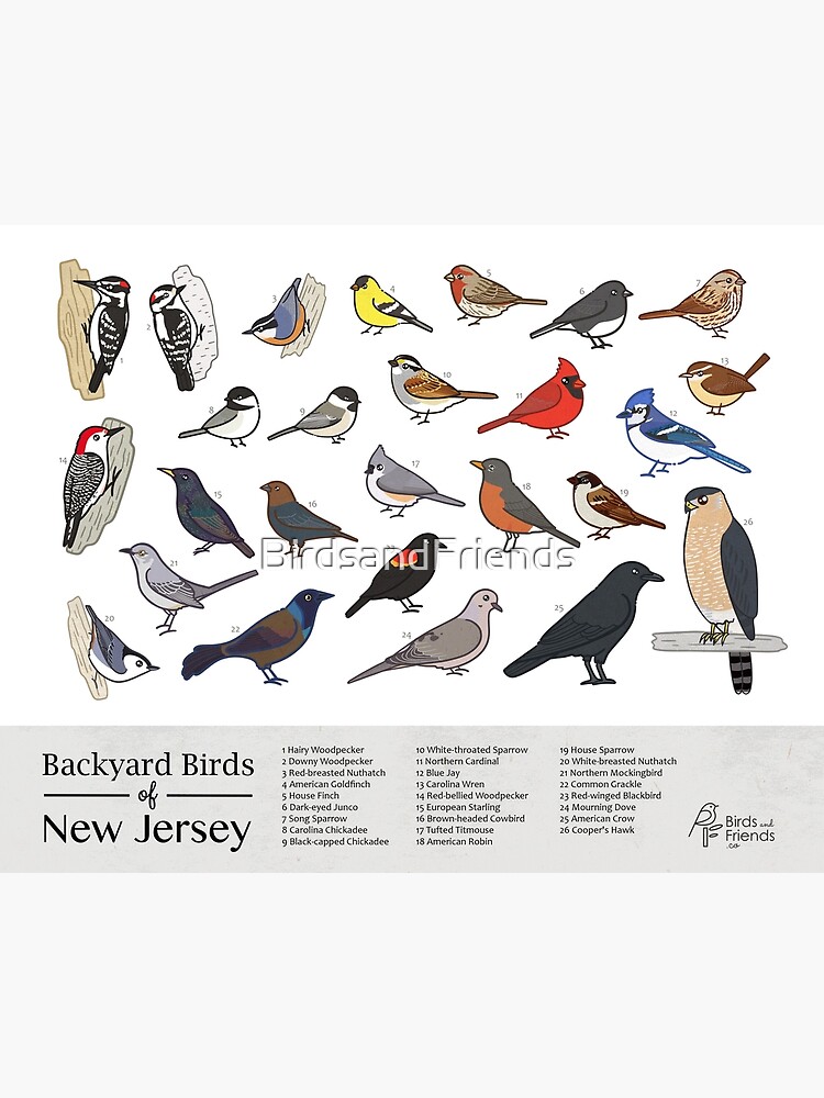"New Jersey - Backyard Birds of New Jersey Field Guide Print - Bird Art