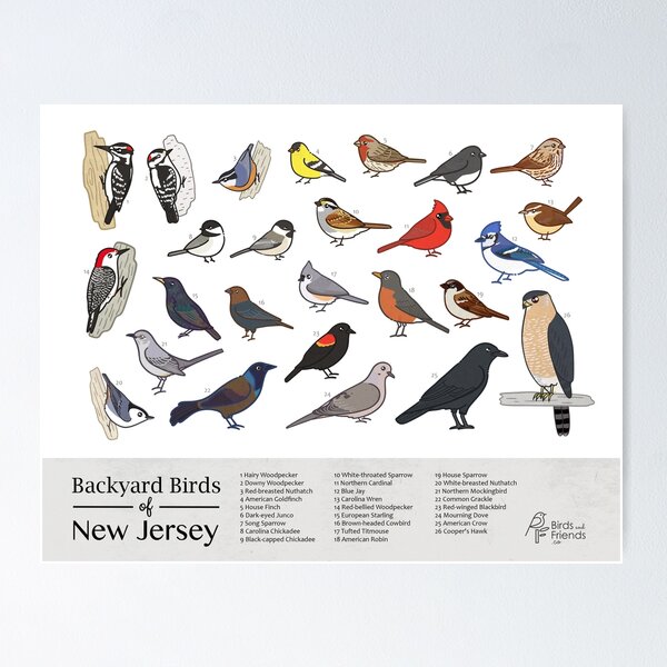 Item preview, New Jersey - Backyard Birds of New Jersey Field Guide Print - Bird Art Print - BirdsandFriends.co designed and sold by BirdsandFriends.