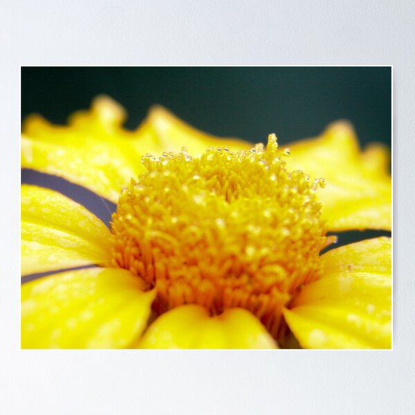 Item preview, Up Close designed and sold by lletizia.