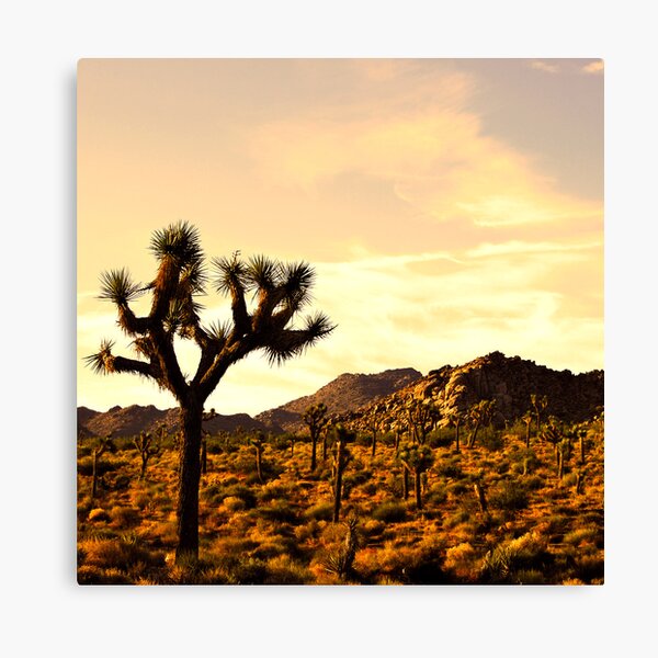 Joshua Tree Canvas Print
