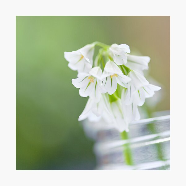 .spring in a jar. Photographic Print