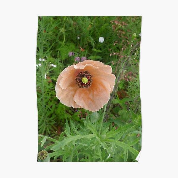Peach-Colored Poppy Poster