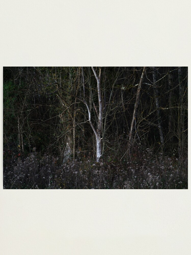 Alternate view of The very last autumn light Photographic Print