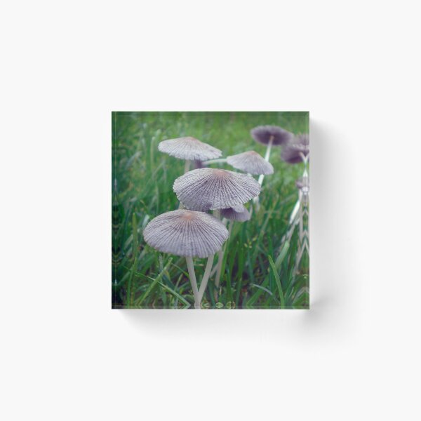 Item preview, Brittle Mushrooms That Look Like Hats designed and sold by mikeymadness.