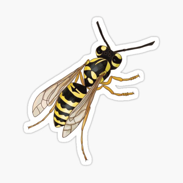 Yellow Jacket | Vespula maculifrons Sticker