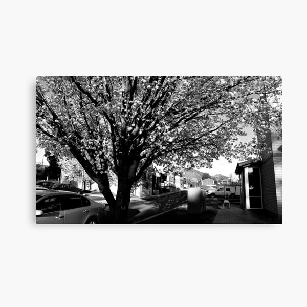 Spring Blossoms in B&W Canvas Print