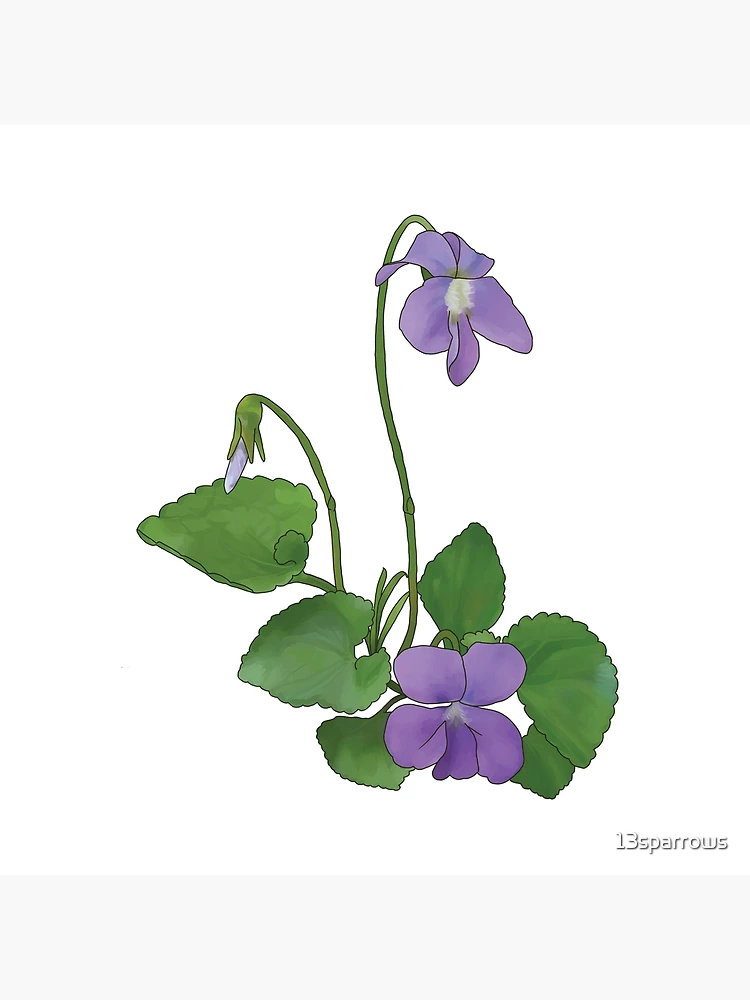 Blue Violet Viola Sororia , Medicinal Plant Stock Vector - Illustration of  medicine, hand: 203554445