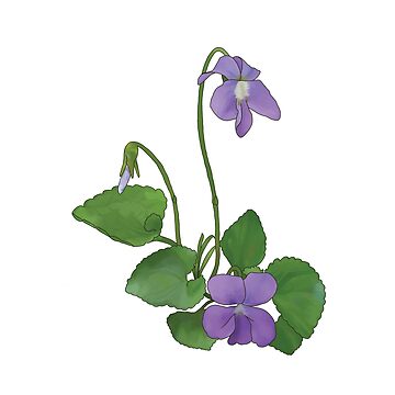 Purple Viola - Etsy