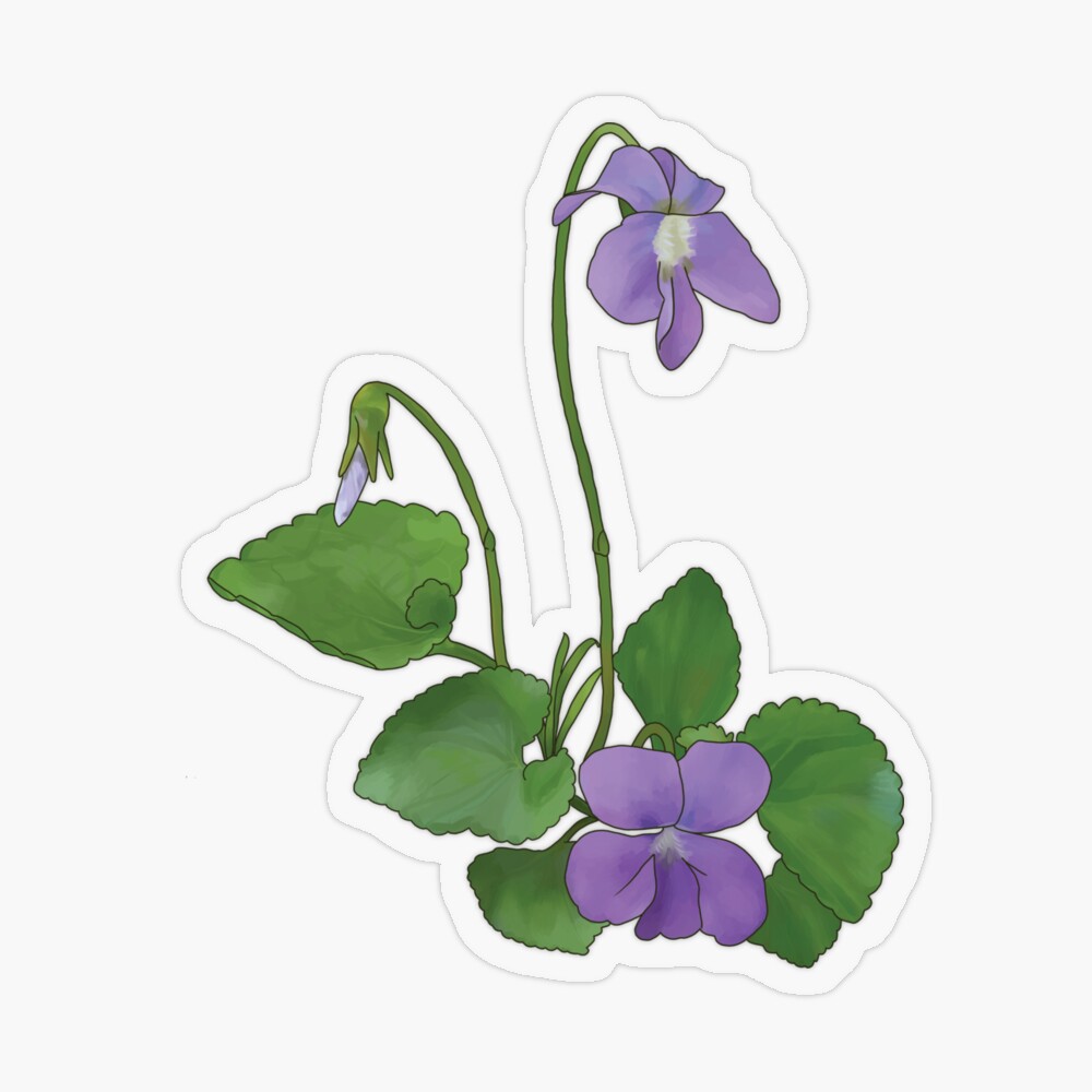 Buy Common Blue Violet Watercolor Painting, Viola Sororia, Native Plant  Art, Minimalist Wall Art Print or Original Online in India - Etsy