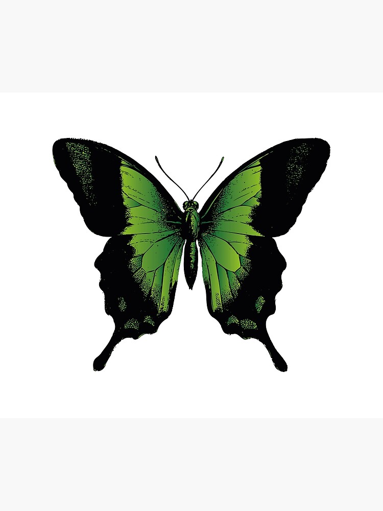 Disover Green Butterfly | Vintage Butterfly | Green and Black | Shower Curtain