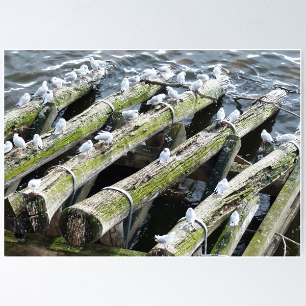Aperçu de l'œuvre Breakwater Birds créée et vendue par davidandmandy.