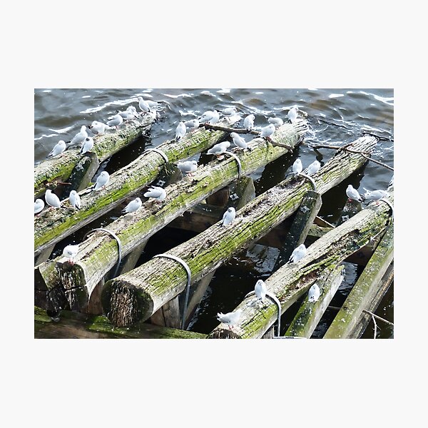 Item preview, Breakwater Birds designed and sold by davidandmandy.