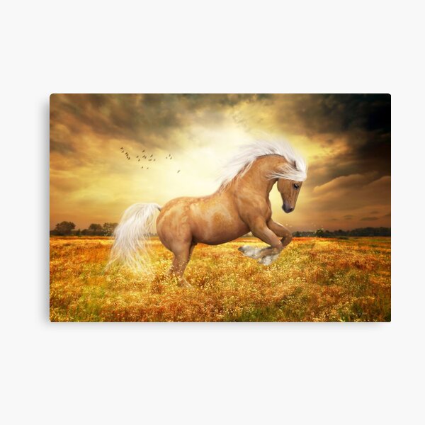 Palomino Horse Sundance Canvas Print