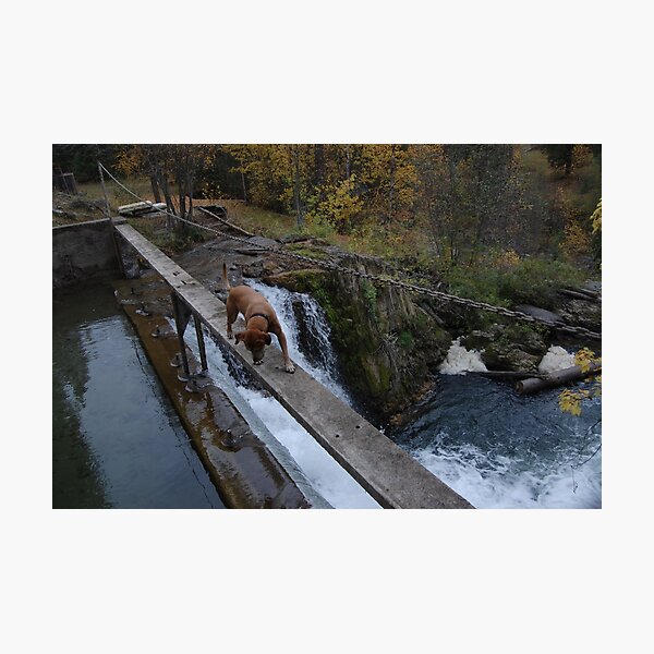 Item preview, Doggy on the damn dam designed and sold by Amanda Huggins.