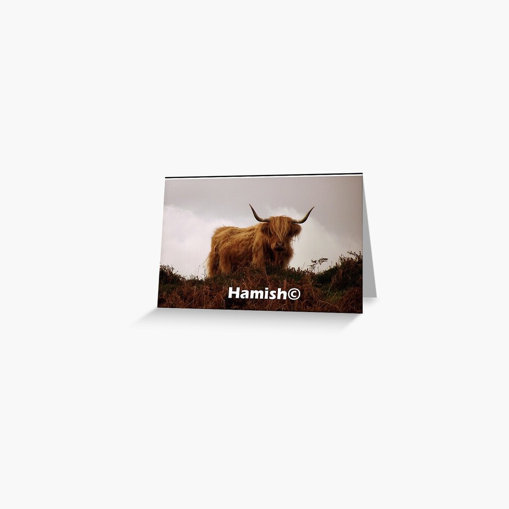 Hamish the Hielan Coo Greeting Card