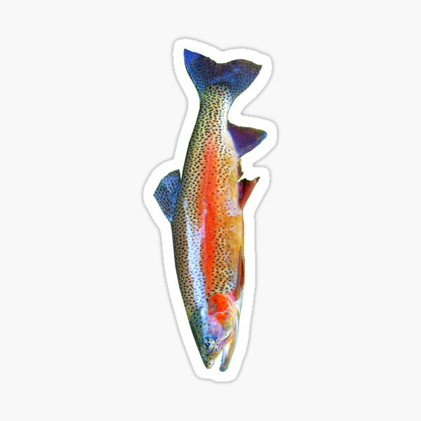 Rainbow Trout Stickers for Sale, Free US Shipping