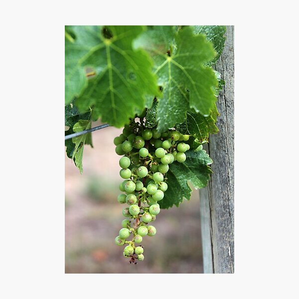 Item preview, Grapevines, Adelaide Hills designed and sold by LeighBlake.