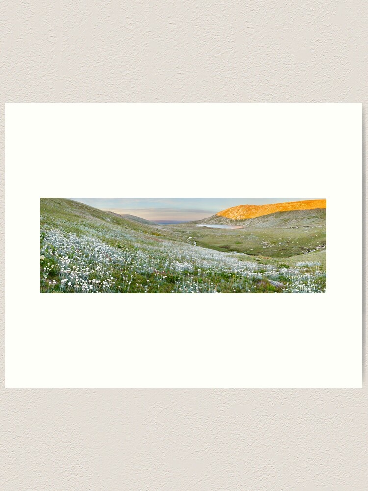 Thumbnail 1 of 3, Art Print, Wildflowers, Lake Cootapatamba, Kosciuszko, New South Wales, Australia designed and sold by Chockstone.