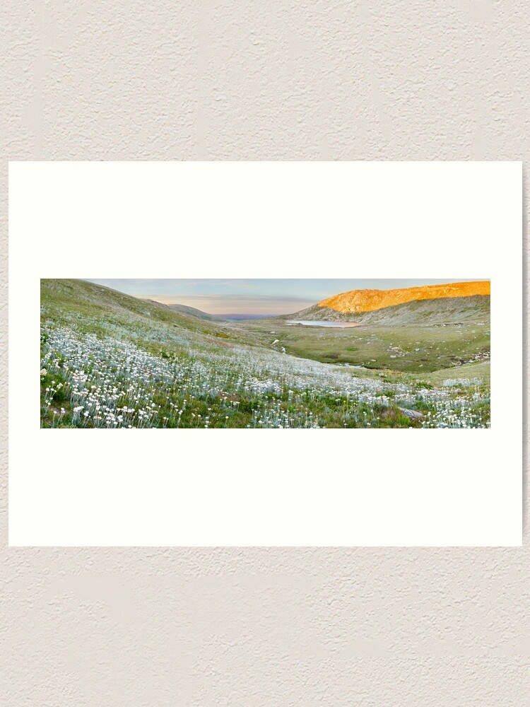 Thumbnail 1 of 3, Art Print, Wildflowers, Lake Cootapatamba, Kosciuszko, New South Wales, Australia designed and sold by Chockstone.