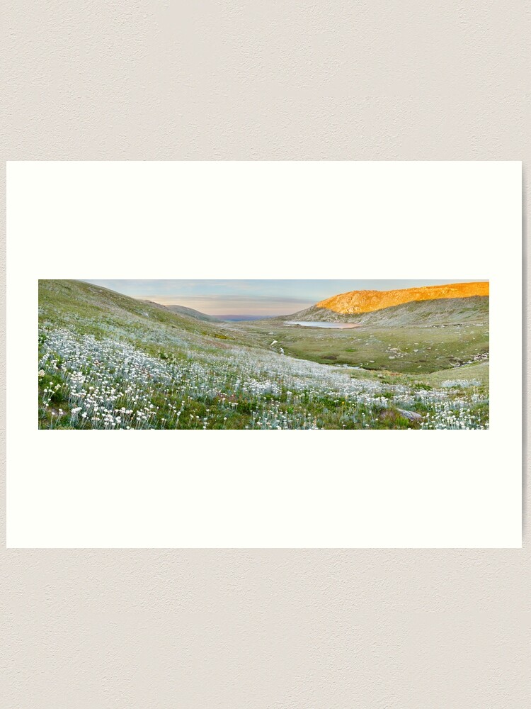 Thumbnail 1 of 3, Art Print, Wildflowers, Lake Cootapatamba, Kosciuszko, New South Wales, Australia designed and sold by Chockstone.
