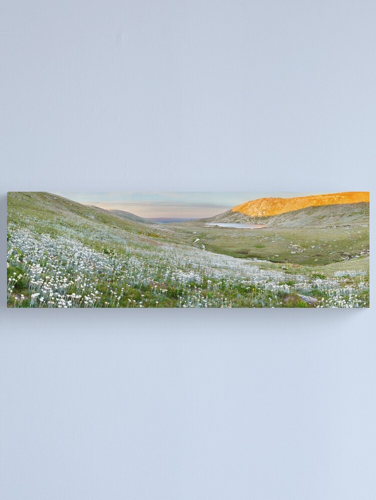 Thumbnail 1 of 3, Canvas Print, Wildflowers, Lake Cootapatamba, Kosciuszko, New South Wales, Australia designed and sold by Chockstone.